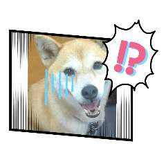 有個性的毛小孩