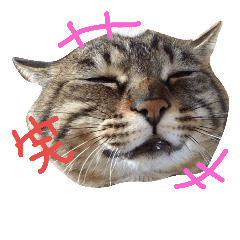 Healing Cat2