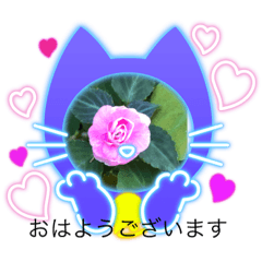 Cherry_20210911180744