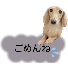 ヴェルちゃんです。