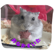 happy happy hamster