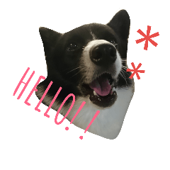 mix of Border Collie and Corgi