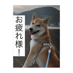 sibaken KAI_20210911204057