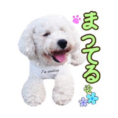 Poodle Happy & Pal's cute everyday