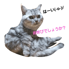 nekokaiwa
