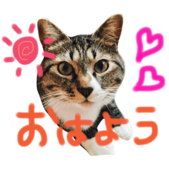 cat marochan
