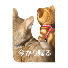 NATSUMI_20210911213557