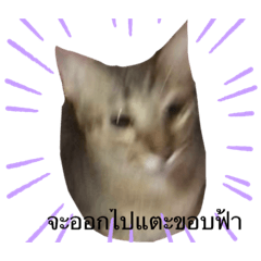 Meowmeow_20210916142816