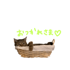 cats my first stamps