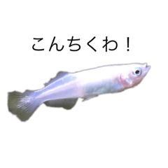 Medaka Fish Fish
