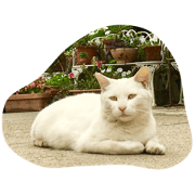 Whitecat living in a shrine