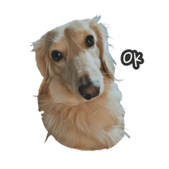 火腿是一隻臘腸狗