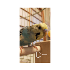 インコのコナン2