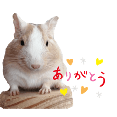 degu-kuu1