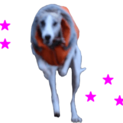 "MOVE" Cute Whippet Animation