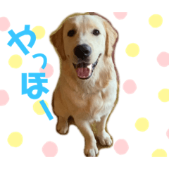 Golden retriever Pote_20210917215223