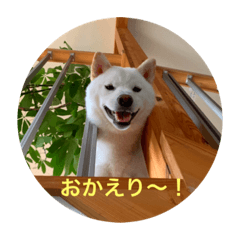 White shiba-dog stamp