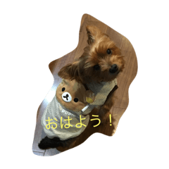 yokey purin