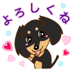 Cute miniature dachshund 3 Black tongue