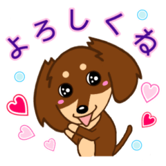 Cute miniature dachshund 3 Choco tan
