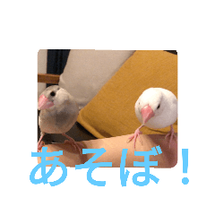 文鳥むぎちゃんいとちゃん！