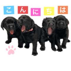 Puppy daily conversation sticker