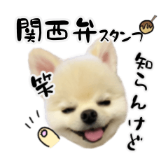 関西弁のかわいい犬（ポメラニアン）