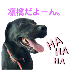 Ringo_20210912225357