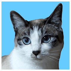 シャム系猫、大きい文字、普段使いスタンプ