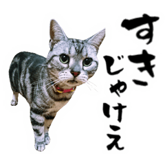 猫写真スタンプ　アンちゃん【広島弁】