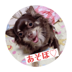 チワワの姉妹