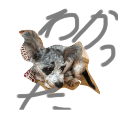 hiyori_20210919123725