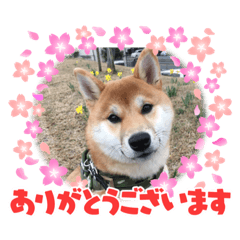 kettoushowaMAMESHIBA4