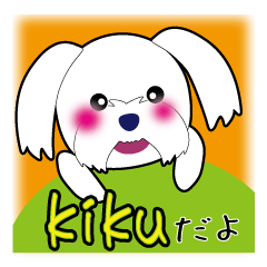 It is Kiku