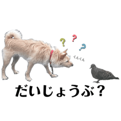 柴とテリア　ミックス犬の日常