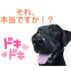 Ringo_20210913013112