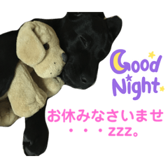 Ringo_20210913124158