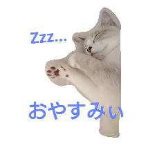 myy nyannyan
