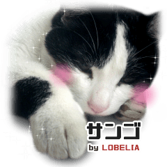 Cat Sticker Sango -Real-