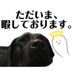 Ringo_20210913112406