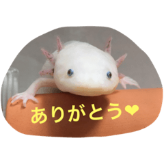 axolotl upaupa