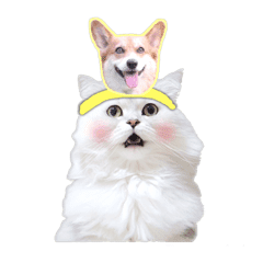 チンチラシルバーのマリーさん 4 Line スタンプ Line Store