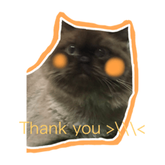 Meowmeow_20210919100613
