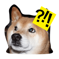 this is my dog!!