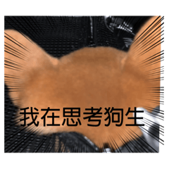 圓圓只吃罐罐