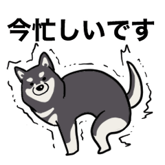 bow legs Shiba Inu