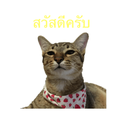 Meowmeow_20210919214901