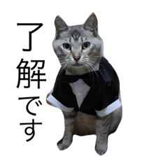 Japanese cat "POCKEY"