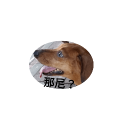 實用之狗狗貼圖