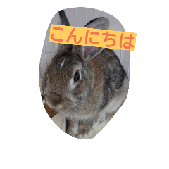 myrabbit